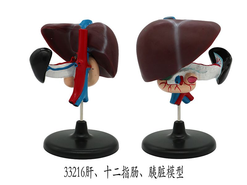 肝、十二指腸、胰臟模型